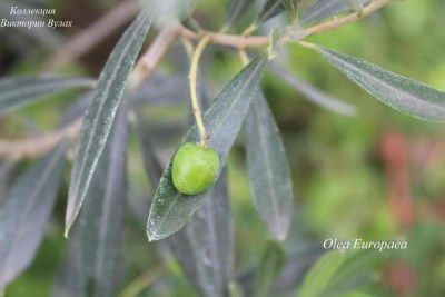Olea europaea